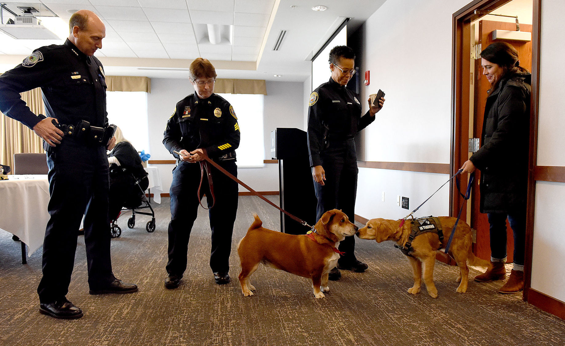 Comfort dogs - group